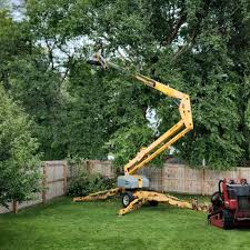 Trusted Louise, TX  Tree Services Experts