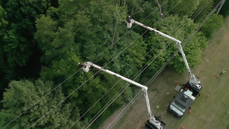 Best Tree Trimming and Pruning  in Louise, TX