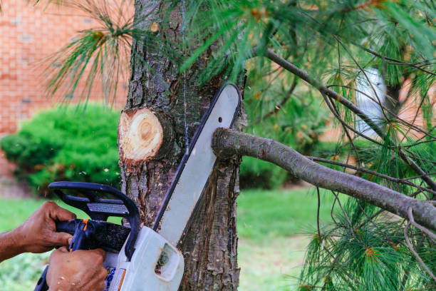 Why Choose Our Tree Removal Services in Louise, TX?